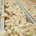 Pronađena salmonela u hrani za piliće poreklom iz Srbije