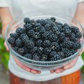 Kupine na zemunskoj i beogradskim pijacama 700 do 1.000 dinara za kilogram