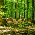 Pokrenut postupak zaštite Specijalnog rezervata prirode "Bosutske šume"