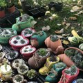 Laćarak domaćin Miholjskih susreta – predstavljaju se i lokalni proizvođači i Biznis inkubator