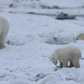 (VIDEO) Polarna medvedica usvojila mladunče: Redak prizor iznenadio istraživače u Kanadi