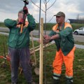 Sadnja drvorednih sadnica u okviru akcije „Vrati dah prirodi – posadi drvo“