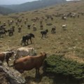 Za šest godina u Srbiji nestale desetine hiljada hektara pašnjaka