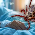 Није само лајмска болест: Опасне инфекције које преносе крпељи - од ретких вируса до алергије на месо