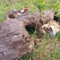 Blaga kazna za trovanje crnog strvinara - ugrožava višemilionske projekte