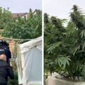 (Video) Stabljika marihuane preko 2 metra: Policija uhapsila Novosađanina zbog proizvodnje opojnih droga