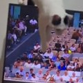 "Alo, međede" Svađa čoveka sa mačkom dok gleda Đokovića nasmejala je celu Srbiju (video)