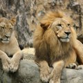 Pet lavova evakuisanih iz ratom razorene Ukrajine stiglo u zoo vrt u Poznanju