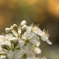 Znate li na šta ste alergični? U vazduhu je 11 vrsta polena drveća! Stručnjaci saglasni: Ne lečite se na svoju ruku, ovo…