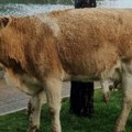 Ženu napale krave, nije preživela Užas u Austriji, spasioci upozorili šta goveda može da uznemiri