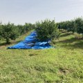 Počela berba višanja u Toplici: Kvalitet dobar, cena veća od prošlogodišnje