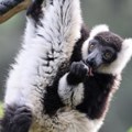 Indri lemuri sa Madagaskara koriste tehniku sličnu operskim pevačima