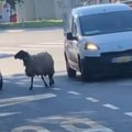 "Možda traži frizerski salon": Beograđani iznenađeni novim učesnikom u saobraćaju, ovca prošetala ulicama Konjarnika…