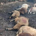 Katastrofa Vukovi zaklali 17 ovaca, a četiri teško povredili u Novšićima kod Plava