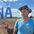Rodilo i do 40 tona po hektaru, kvalitet odličan: Brkovići iz sela Teočin ne odustaju od proizvodnje krompira, nijedan nije…