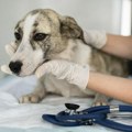 Veterinar zgrožen izgledom životinja koje mu ljudi dovode: „Pas nije dečja igračka, već velika obaveza“