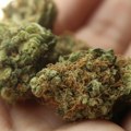 Kod Bečejca pronađeno 76 grama marihuane