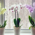 Kako da orhideja cveta tokom cele godine: Mali trikovi velikih majstora