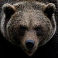 Jezivo! Medved ubio čoveka, vlasti upozoravaju građane da ostanu kod kuće