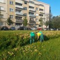 Radnici "Gradskog zelenila" ujutru i uveče zalivaju cveće, drveće i šiblje