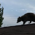 Pomahnitali Rakun napravio haos Ušao u garažu, a ljudi ne mogu da veruju šta mu se desilo unutra! Lud je za sve pare (foto)
