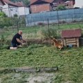 Pas u Srbiji otkrio leglo zmija, lajao i kad je stigla pomoć: Pogledali su iza njegove kućice i ostali u šoku