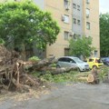 Zub vremena i ekstremne vremenske prilike predstavljaju izazov za stabla u Subotici