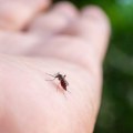 SZO upozorava: Opasan virus koji prenose komarci širi se svetom