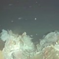 Bacili leš krave u okean, a onda je usledilo šok otkriće Zastrašujući snimak iz morskih dubina, naučnici zanemeli! (video)…