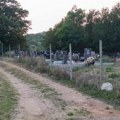 OTVORENO PISMO! Ministarstvo poljoprivrede: Meštanima sela Prisjan neophodna hitna pomoć! Svinje "napale" selo !