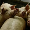 Спор индустрије и фармера због увоза замрзнутог свињског меса