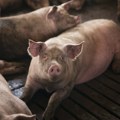 Cene stoke variraju na terenu, tovni bikovi dostigli 550 dinara po kilogramu, dok prasad i jagnjad beleže oscilacije