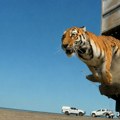 VIDEO Prvi put posle 70 godina: Tigar pušten u divljinu Kazahstana