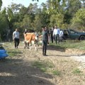 Dečaci heroji iz Srbije! Pešače do škole, rade na njivi, a dobri ljudi im dali kravu: Više nećemo biti gladni