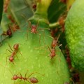 Stigli su – crveni vatreni mravi osvajaju Evropu i grizu
