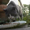 Tužna scena iz zemuna, vlasnik umro, mačke ostale zaboravljene na terasi: Komšije im kanapom doturaju hranu