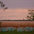 Važna pogodonost za pčelare Od 1. maja manji troškovi za selidbu košnica