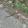 (Foto): "Ne volim ih videti ni na slikama" Visoke temperature izvukle zmije iz skrovišta, viđene na šetalištu