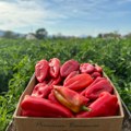 Cene paprika otišle u nebesa! Zimnicu valja staviti ranije: Visoke temperature poremetile stanje na tržištu