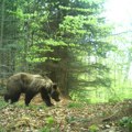Važno za sve koji putuju u crnu goru Na ovim mestima primećeni su najveći evropski predatori! Obratite pažnju