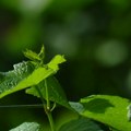 Ovogodišnja berba grožđa donosi bogat rod, visok kvalitet i izuzetna vina