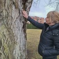 Nišlijka se trudi da topola stara vekovima bude stavljena pod zaštitu države