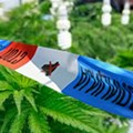 Zaplenjeno oko 1.700 biljaka marihuane u Batajnici, petoro privedeno