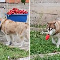 Haski pojeo šest paprika, pa povraćao: Koje povrće psi smeju da jedu, a koje može da bude opasno?