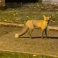 Kikinđani oči u oči sa zverkom koja se noćima šeta kroz grad! Oglasio se stručnjak, evo zašto je tako blizu