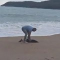 Nevreme ga odseklo od majke: Mane je ugledao nesvakidašnji prizor na plaži u Budvi, pa odmah pojurio - mladunče delfina je…
