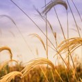 Horoskop za 4. april: Jarac neka pazi kome se poverava, Strelca čeka prelepo iznenađenje