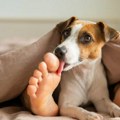 Četiri razloga zašto vam pas liže i njuška stopala