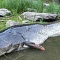 Borba trajala 50 minuta, a onda šok! Kad je izvukao soma od 2,6 metara, Jakub je zanemeo: "Baš sam iscrpljen"