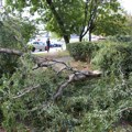 Palo drvo i ubilo dete: Tragedija u mestu Kršika u Istri